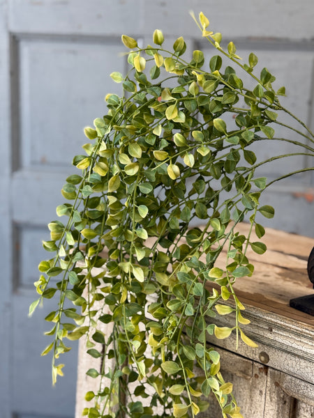 Gallantry Greens Hanging | 29" | NOT CURRENTLY IN STOCK-New For Spring 2027!