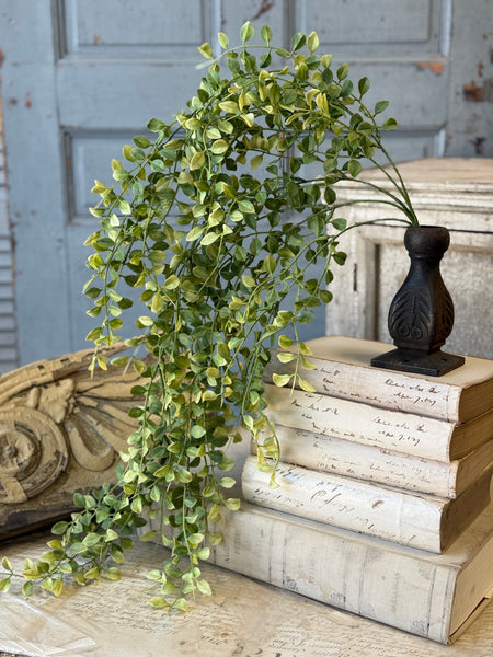 Gallantry Greens Hanging | 29" | NOT CURRENTLY IN STOCK-New For Spring 2027!