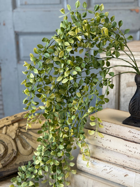 Gallantry Greens Hanging | 29" | NOT CURRENTLY IN STOCK-New For Spring 2027!