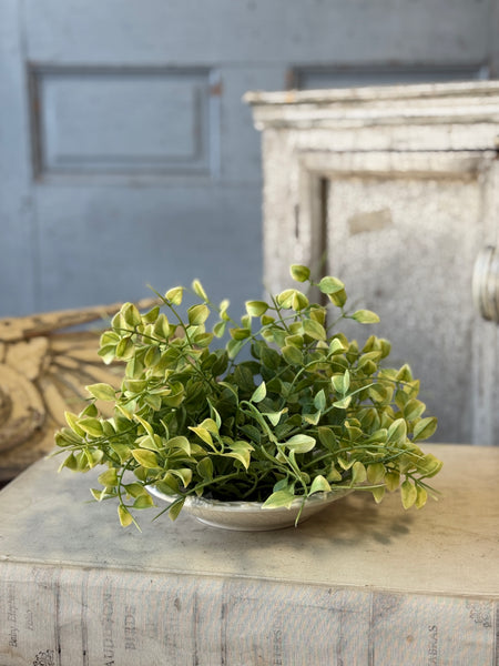 Gallantry Greens Half Sphere | 7.5" | NOT CURRENTLY IN STOCK-New For Spring 2027!