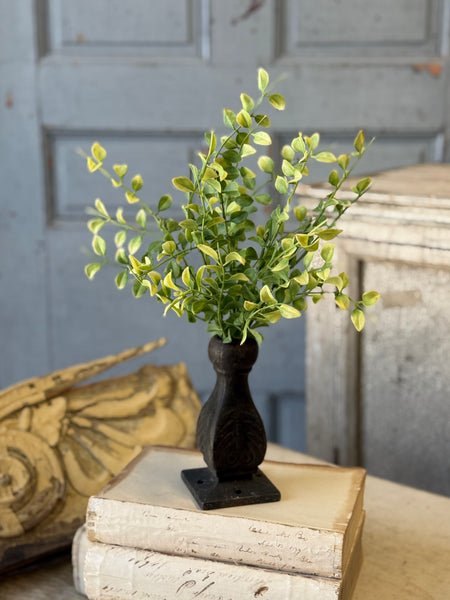 Gallantry Greens Bush | 14" | NOT CURRENTLY IN STOCK-New For Spring 2027!