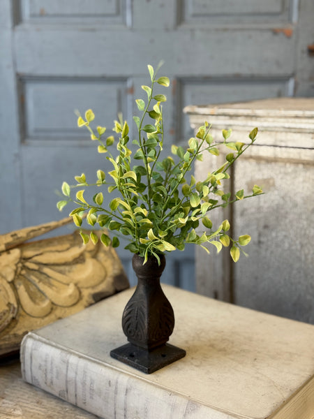 Gallantry Greens Bush | 14" | NOT CURRENTLY IN STOCK-New For Spring 2027!