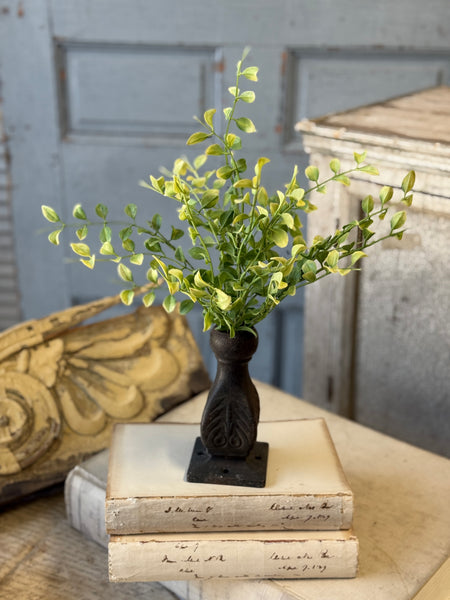 Gallantry Greens Bush | 14" | NOT CURRENTLY IN STOCK-New For Spring 2027!
