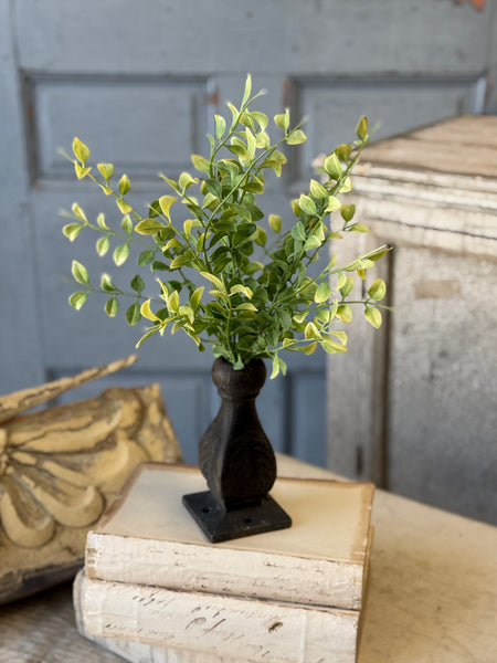 Gallantry Greens Bush | 14" | NOT CURRENTLY IN STOCK-New For Spring 2027!