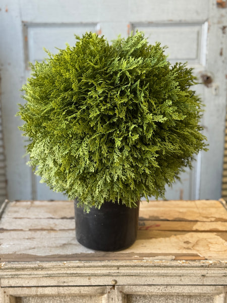 Greendale Cypress (UV Protected) | 19" | NOT CURRENTLY IN STOCK-New For Spring 2027!
