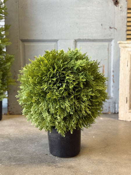 Greendale Cypress (UV Protected) | 19" | NOT CURRENTLY IN STOCK-New For Spring 2027!