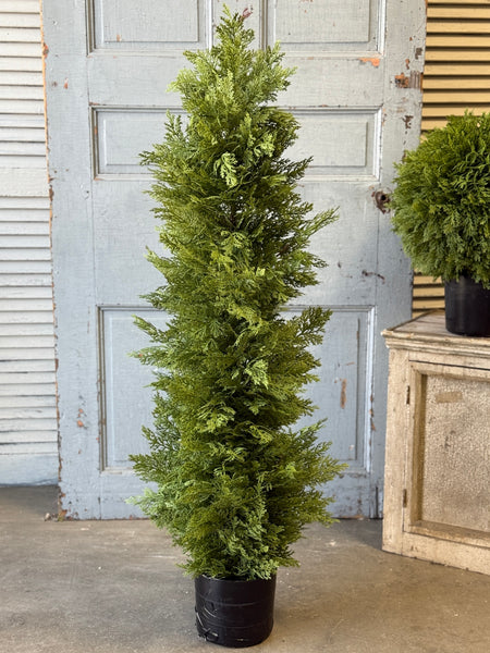 Greendale Cypress (UV Protected) | 48" | NOT CURRENTLY IN STOCK-New For Spring 2027!