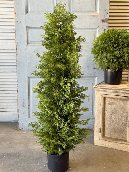 Greendale Cypress (UV Protected) | 48" | NOT CURRENTLY IN STOCK-New For Spring 2027!