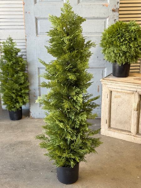 Greendale Cypress (UV Protected) | 48" | NOT CURRENTLY IN STOCK-New For Spring 2027!