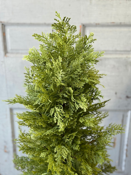 Greendale Cypress (UV Protected) | 48" | NOT CURRENTLY IN STOCK-New For Spring 2027!