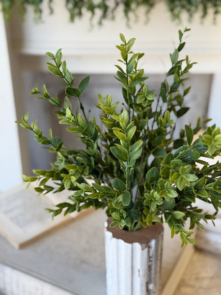 Hathaway Leaves Bush | 18" | NOT CURRENTLY IN STOCK-New For Spring 2027!