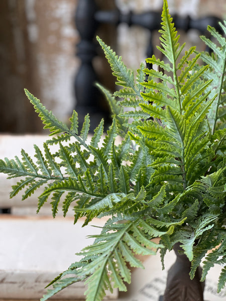 Ruffian Fern Bush | 16" | Boston | NOT CURRENTLY IN STOCK - Spring 2026