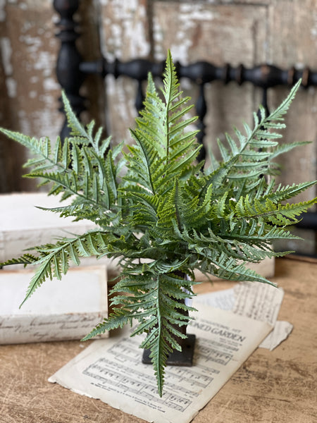 Ruffian Fern Bush | 16" | Boston | NOT CURRENTLY IN STOCK - Spring 2026