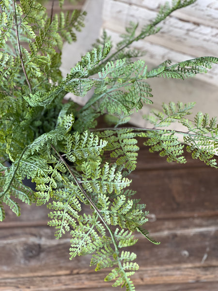 Geneva Potted Fern | 19" | Lace Edge | NOT CURRENTLY IN STOCK - Spring 2026