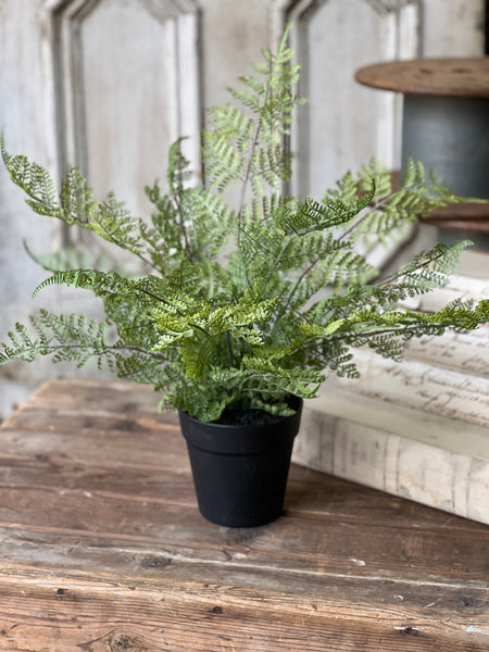 Geneva Potted Fern | 19" | Lace Edge | NOT CURRENTLY IN STOCK - Spring 2026