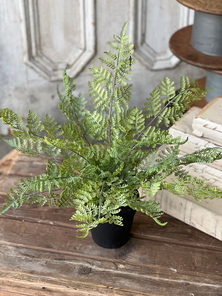Geneva Potted Fern | 19" | Lace Edge | NOT CURRENTLY IN STOCK - Spring 2026