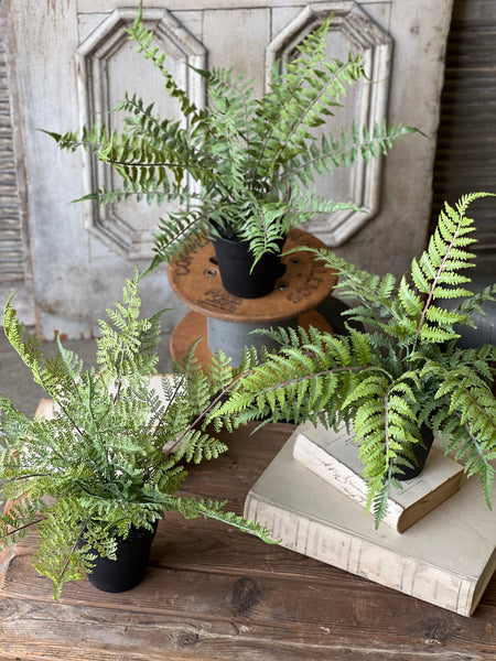Geneva Potted Fern | 19" | Shade | NOT CURRENTLY IN STOCK - Spring 2026