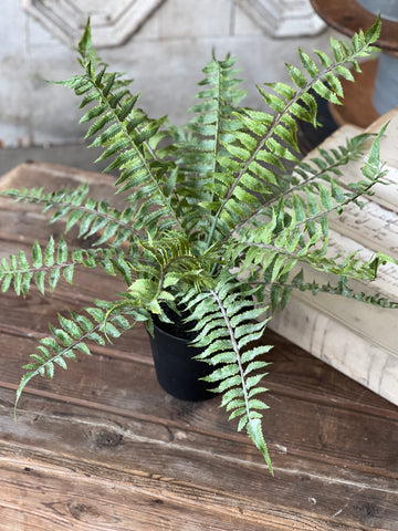 Geneva Potted Fern | 19" | Shade | NOT CURRENTLY IN STOCK - Spring 2026