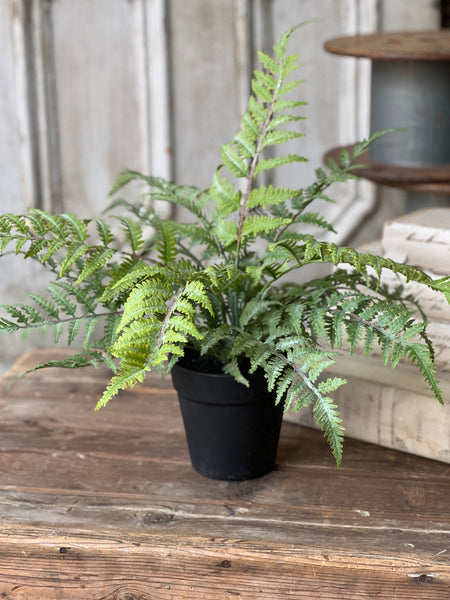 Geneva Potted Fern | 19" | Bedford | NOT CURRENTLY IN STOCK - Spring 2026