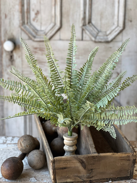 Shadwell Fern Bush | 18" | Sword