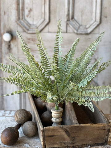 Shadwell Fern Bush | 18" | Sword