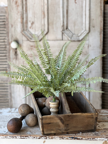 Shadwell Fern Bush | 18" | Sword