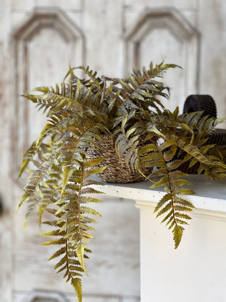 Valor Fern Hanging Basket | 18" | Olive