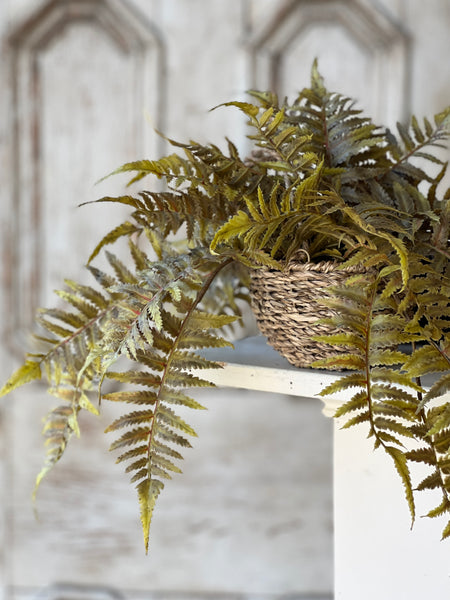 Valor Fern Hanging Basket | 18" | Olive
