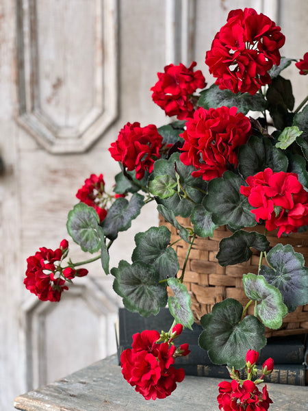 Jubilee Geranium Weeping Bush | 21" | NOT CURRENTLY IN STOCK - ETA December