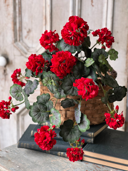 Jubilee Geranium Weeping Bush | 21" | NOT CURRENTLY IN STOCK - ETA December