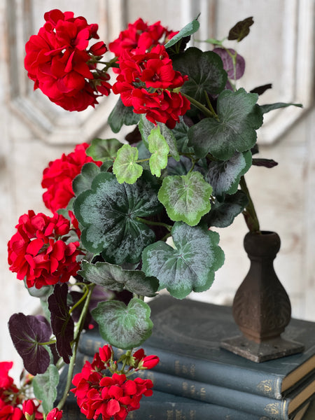 Jubilee Geranium Weeping Bush | 21" | NOT CURRENTLY IN STOCK - ETA December