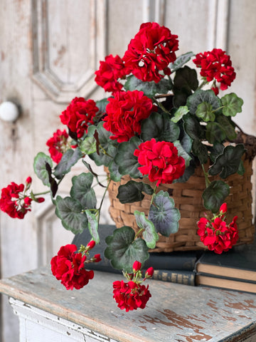 Jubilee Geranium Weeping Bush | 21" | NOT CURRENTLY IN STOCK - ETA December