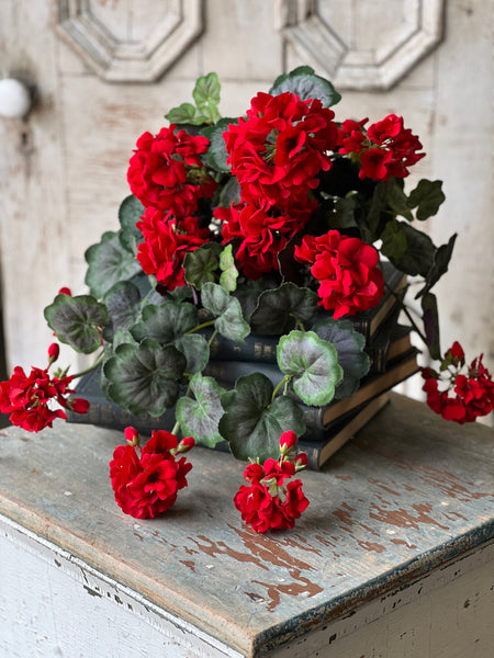 Jubilee Geranium Weeping Bush | 21" | NOT CURRENTLY IN STOCK - ETA December