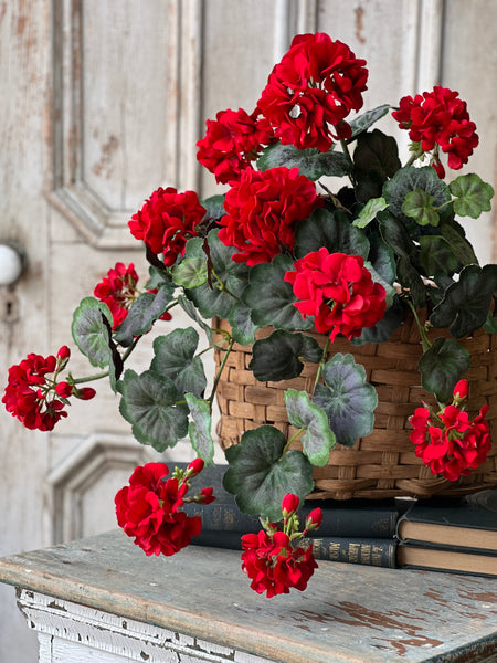 Jubilee Geranium Weeping Bush | 21" | NOT CURRENTLY IN STOCK - ETA December