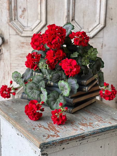 Jubilee Geranium Weeping Bush | 21" | NOT CURRENTLY IN STOCK - ETA December