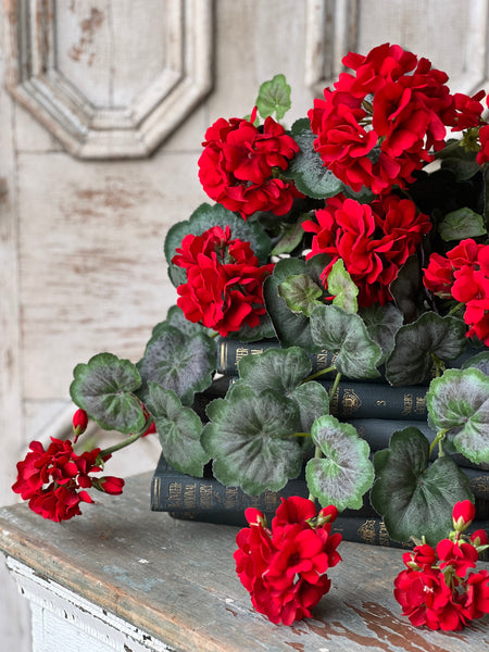 Jubilee Geranium Weeping Bush | 21" | NOT CURRENTLY IN STOCK - ETA December