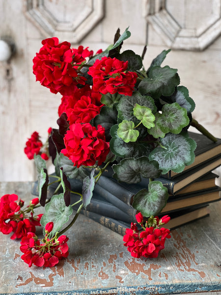 Jubilee Geranium Weeping Bush | 21" | NOT CURRENTLY IN STOCK - ETA December