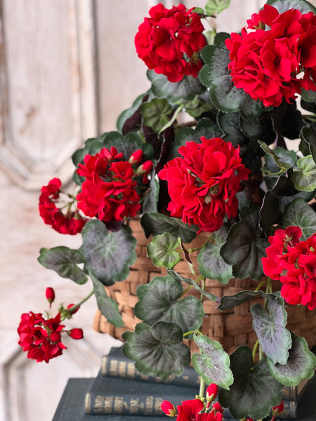 Jubilee Geranium Weeping Bush | 21" | NOT CURRENTLY IN STOCK - ETA December