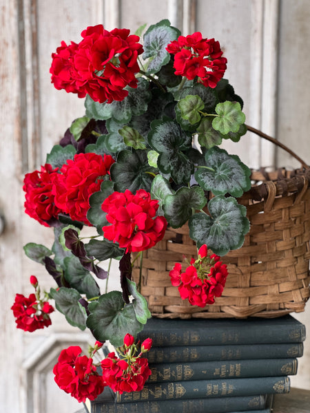 Jubilee Geranium Weeping Bush | 21" | NOT CURRENTLY IN STOCK - ETA December