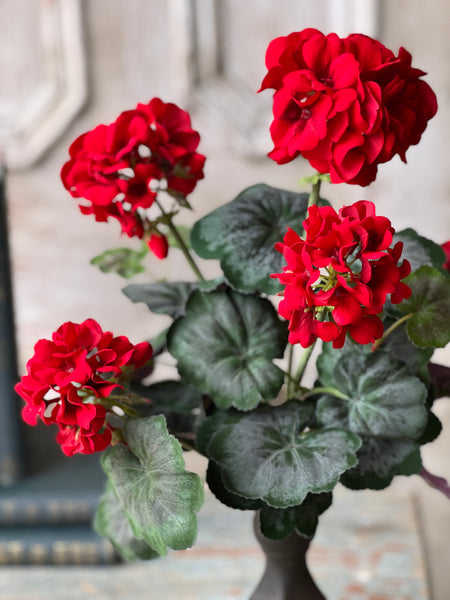 Jubilee Geranium Bush | 17.5" | NOT CURRENTLY IN STOCK - ETA December