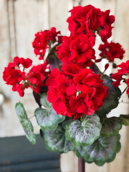 Jubilee Geranium Topiary | 27" | NOT CURRENTLY IN STOCK-New For Spring 2027!