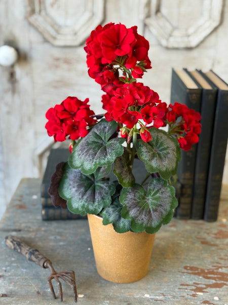 Jubilee Geranium in Pot | 17.5" | NOT CURRENTLY IN STOCK-New For Spring 2027!