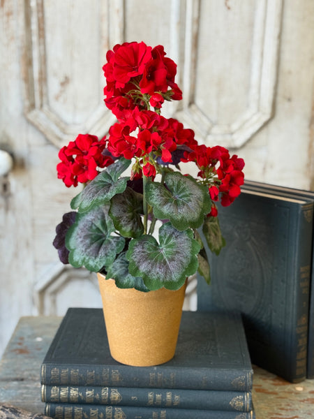 Jubilee Geranium in Pot | 17.5" | NOT CURRENTLY IN STOCK-New For Spring 2027!