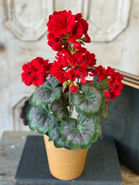 Jubilee Geranium in Pot | 17.5" | NOT CURRENTLY IN STOCK-New For Spring 2027!