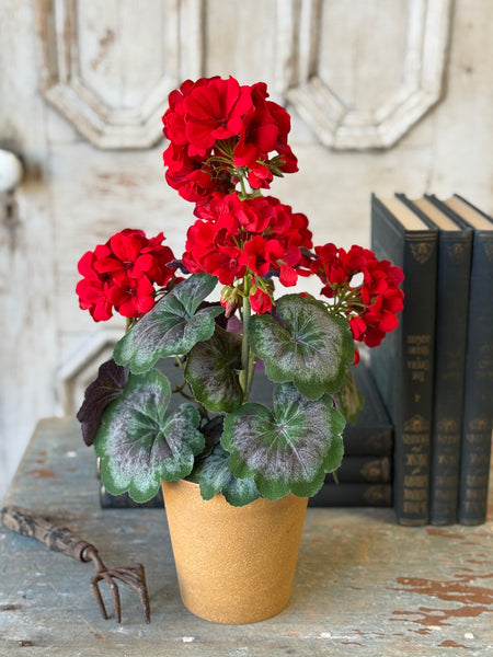 Jubilee Geranium in Pot | 17.5" | NOT CURRENTLY IN STOCK-New For Spring 2027!