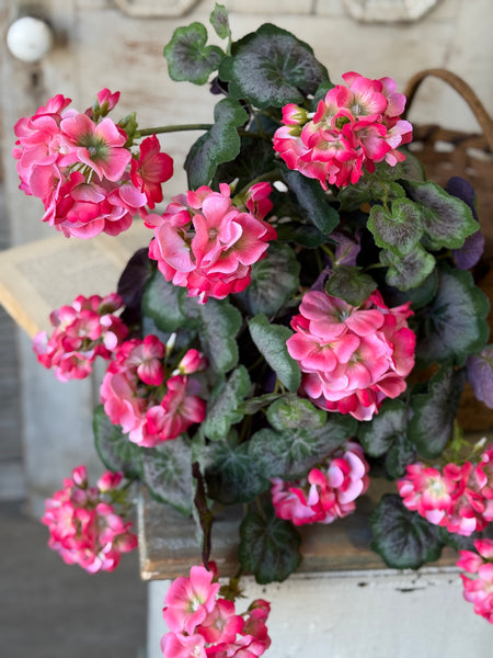 Porch Side Geranium Hanging | 21" | Pink | NOT CURRENTLY IN STOCK-New For Spring 2027!
