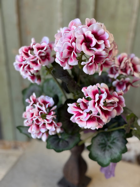 Petticoat Geranium Bush | 18" | NOT CURRENTLY IN STOCK-New For Spring 2027!