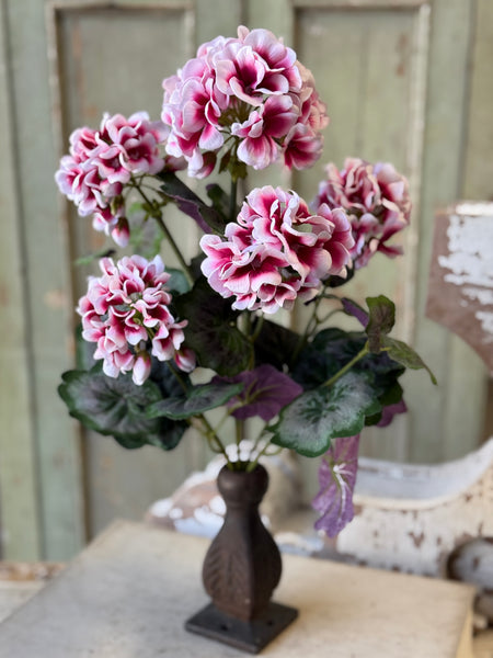 Petticoat Geranium Bush | 18" | NOT CURRENTLY IN STOCK-New For Spring 2027!