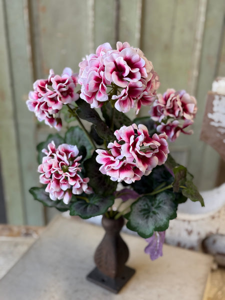 Petticoat Geranium Bush | 18" | NOT CURRENTLY IN STOCK-New For Spring 2027!