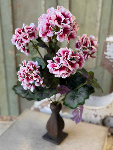 Petticoat Geranium Bush | 18" | NOT CURRENTLY IN STOCK-New For Spring 2027!